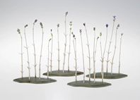 Lavender Path (2008)